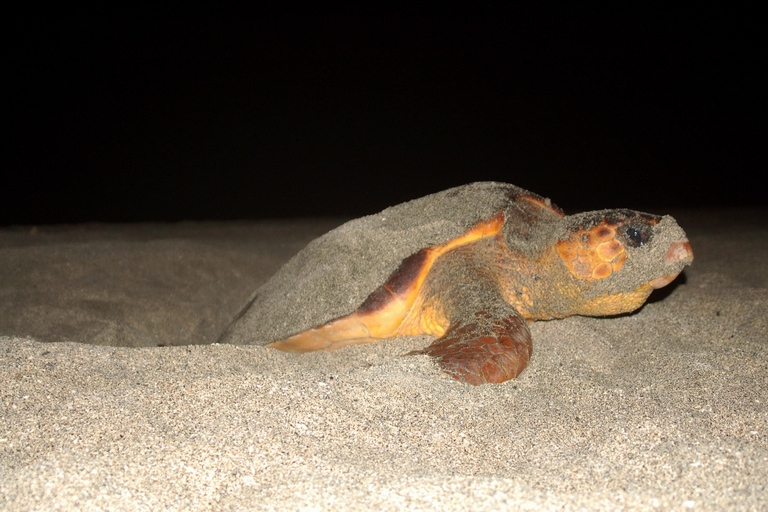 Sal Island: Full-Day Highlights Tour with a Local Guide (Pick-up Included) Private tour: