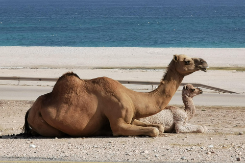 Tour de día completo: Al oeste de Salalah tesoros ocultos y playas rocosas