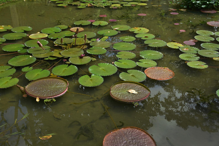 São Paulo Botanical Garden Private Guided Tour & Transport 3-hour: Botanical Garden Tour & Transport
