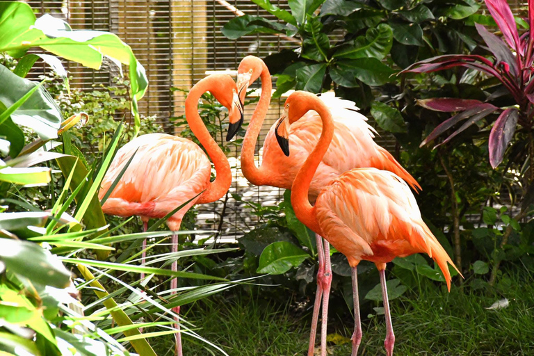 Puerto Plata: City Tour + Ocean World Adventure Park