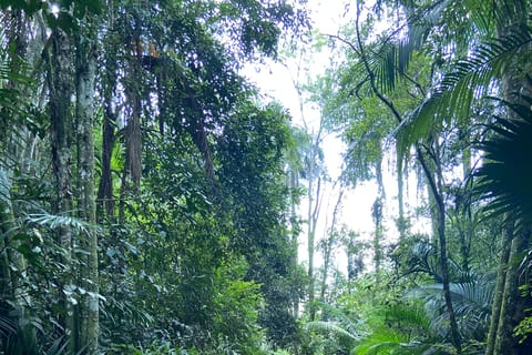 São Paulo: Guided tour through the Botanical Garden