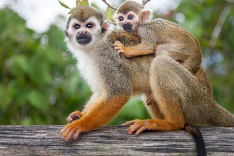 Puerto Plata: Monkeys, City Tour & Local Tastings