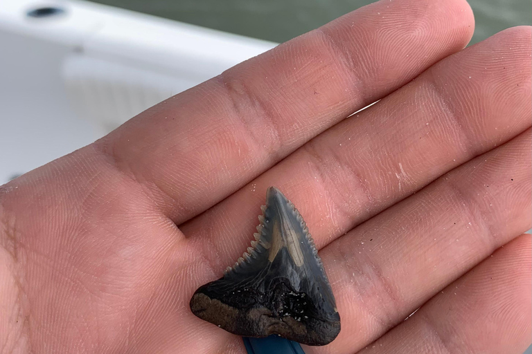 Charleston: Private Shark-tooth hunt and Lighthouse Viewing