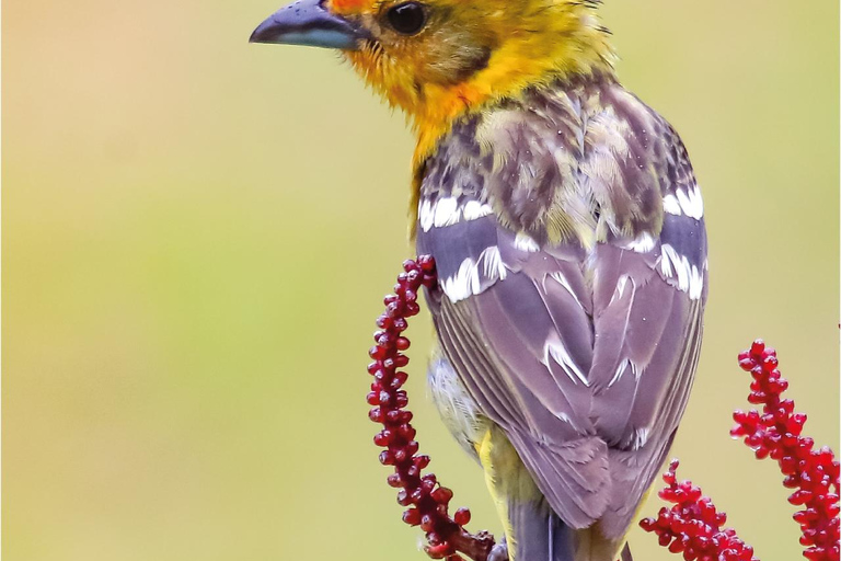 Boquete: Birdwatching in the wild, Chiriquí Boquete, Chiriquí: The charm of birds