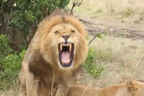 Kenia: Safari de 7 días a Masai Mara, Lago Naivasha y Amboseli
