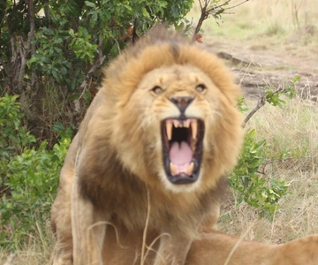 Kenya: 7-Day Masai Mara, Lake Naivasha, and Amboseli Safari