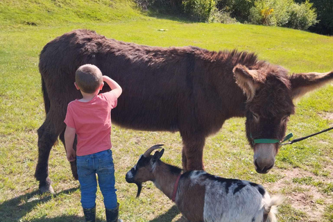 Luvigny: An unusual forest escape with a donkey