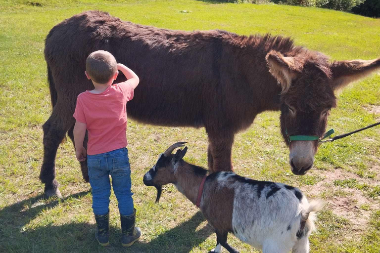 Luvigny: An unusual forest escape with a donkey