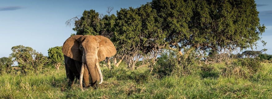 Parc national de Tsavo East : safari de 2 jours avec hébergement