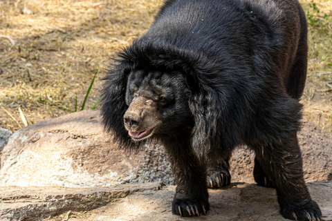 Udaipur : billet d'entrée pour le sanctuaire de faune de Sajjangarh
