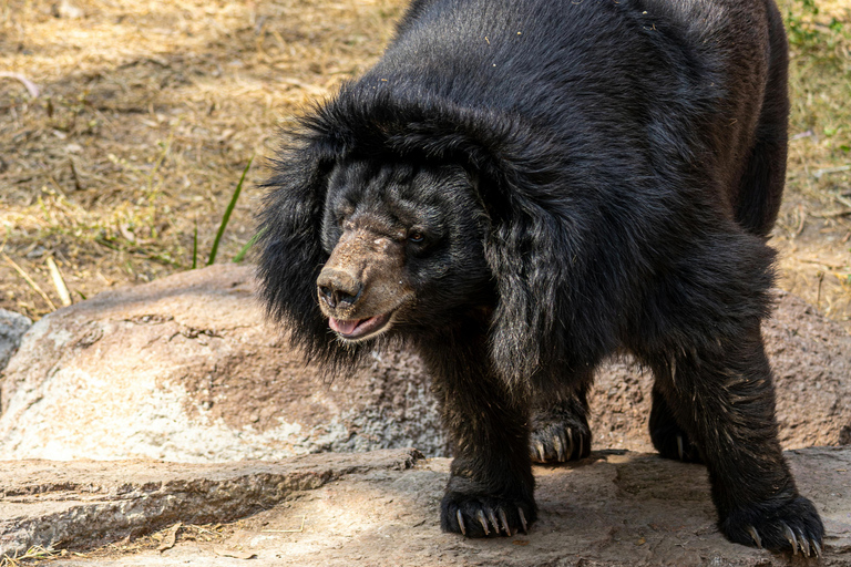 Udaipur : billet d'entrée pour le sanctuaire de faune de Sajjangarh