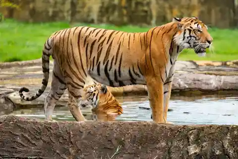 From Delhi: 5-Day Tiger Safari & Golden Triangle Tour by Car
