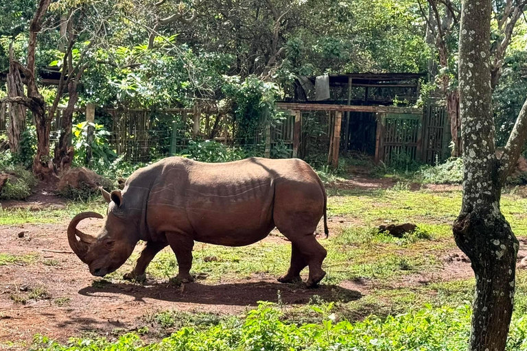 Nairobi Walking Tour, Giraffe Center Tagestour.Nairobi Safari Walk Giraffe Center Tagestour.