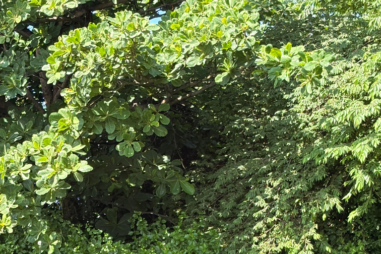 Bentota: River Boat Safari and Tuk-Tuk Ride with Pickup-Drop