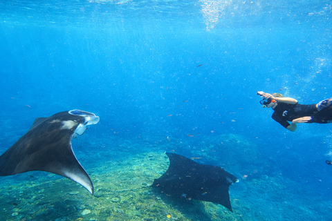 Nusa Penida: Afternoon Manta Snorkeling & Kelingking Sunset Afternoon Manta Snorkeling & Kelingking Sunset with Transfer
