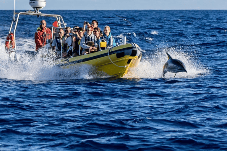 VIAGEM DE BARCO ATÉ AO CORVO