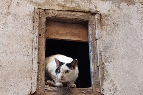 Passeio de um dia pela cidade de Essaouira saindo de Marrakech