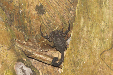 Puerto Maldonado: 3-Day Tambopata Jungle Tour