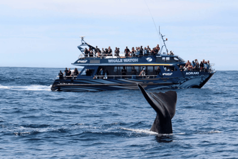 Christchurch: Kaikoura Day Tour with Hotel Pickup