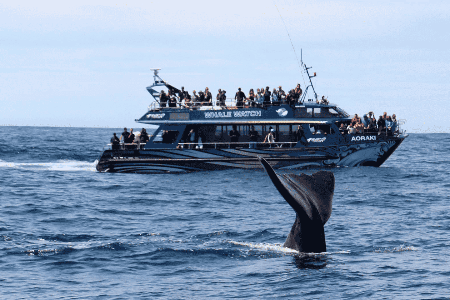 Christchurch: Kaikoura Day Tour with Hotel Pickup - Christchurch: Kaikoura Day Tour with Hotel Pickup