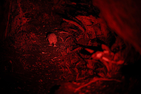 Stewart Island: Wild Kiwi Experiences Stewart Island: Wild Kiwi Encounter