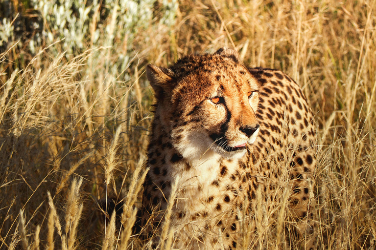 أروشا: نزهة على الأقدام في كليمنجارو وتارانجير ونجورونجورو لمدة 3 أيام