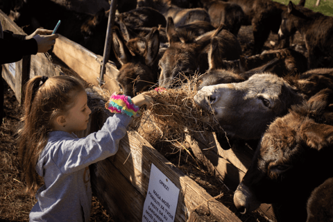 From Budva: Tour of Donkey Farm