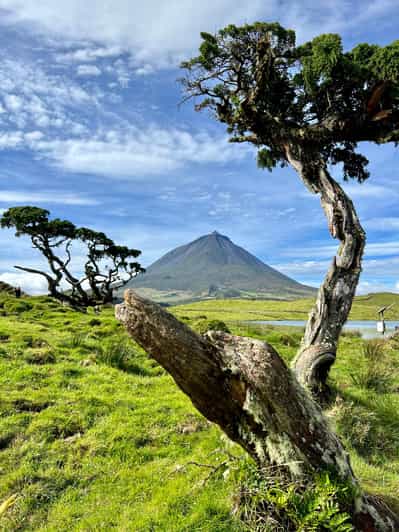 Pico island: highlights, wine tasting and local gastronomy