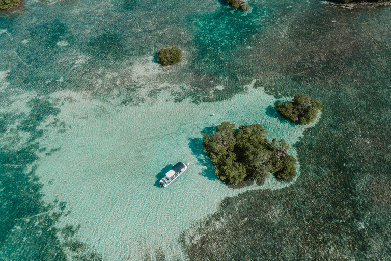 Guadeloupe: Magical half-day boat trip: mangrove, islet, snorkeling. Guadeloupe: Magical 1/2-day boat trip: mangrove, islet, snorkeling.
