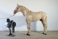 Visita yeguada la Angostura + Vino - Housity