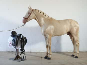 Visita all'Angostura Stud + Wine