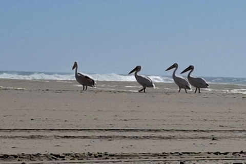 Swakopmund: Namib Desert Sunrise, Seals & Sandwich Harbour