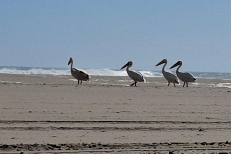 Swakopmund: Namib Desert Sunrise, Seals & Sandwich Harbour