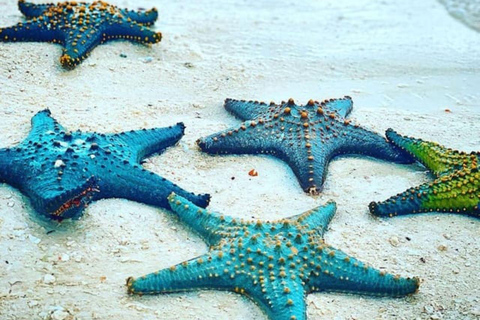 زنجبار: الغطس في البحيرة الزرقاء وجولة في أسماك النجوم