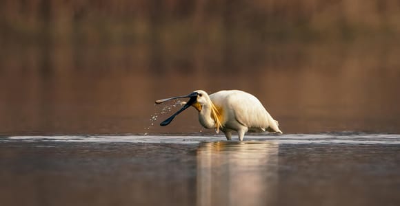 Faro: Ria Formosa Birdwatching Tour with Biologist Guide