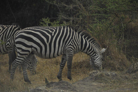 3 Days Lake Mburo National Park Safari Tour, Uganda