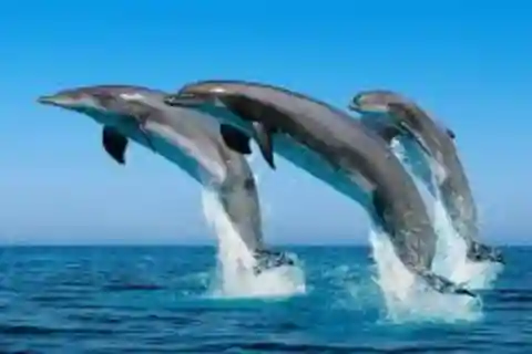 Ilha de Mnemba, cidade de pedra e quinta de especiarias com comida de especiarias