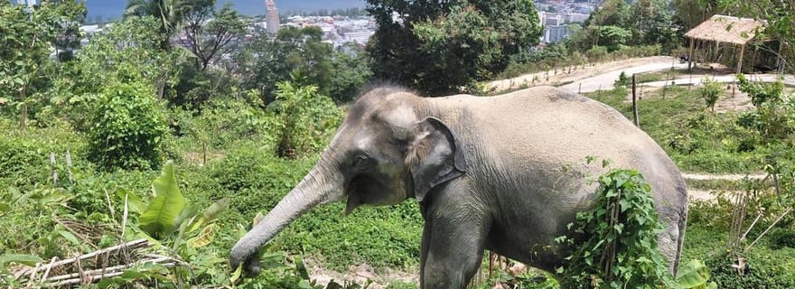 Phuket : visite guidée à pied d'un sanctuaire d'éléphants, avec transfert