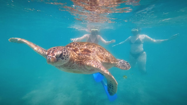 Mirissa: snorkelen bij koraalrif en zeeschildpadden voeren