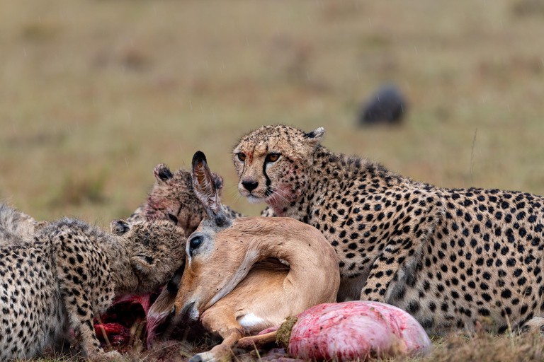 Viaggio di un giorno da Nairobi a Maasai Mara - AWNairobi: Escursione di un giorno nella Riserva Nazionale di Maasai Mara - Privato