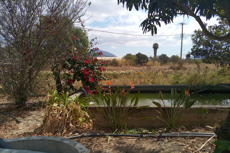 Ocotlán and San Antonino: Hands That See Workshop and Art with The Immortal Flower Ocotlán and San Antonino: Hands That See Workshop and Art with La Flor Inmortal