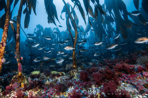 Città del Capo; Immersione in apnea nella foresta di Kelp