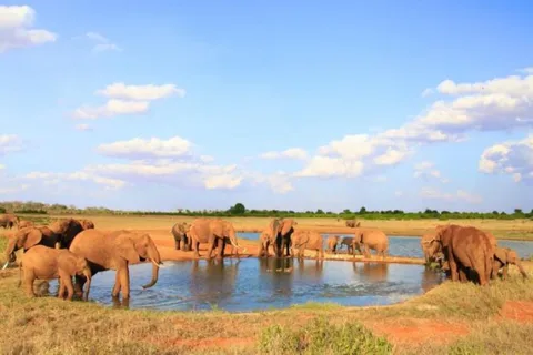 1 giorno di safari nel Parco Nazionale dello Tsavo Est, Kenya