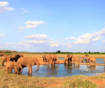 Safari de 1 día por el Parque Nacional de Tsavo Oriental - Kenia