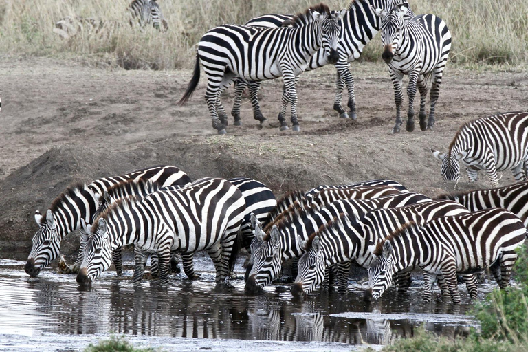 Da Arusha: tour di 2 giorni al Lago Manyara e al cratere di Ngorongoro