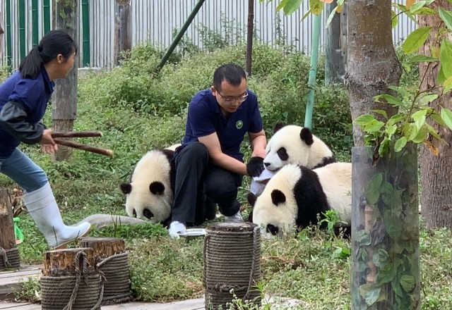 Visit 1-day Dujiangyan Panda Volunteer Tour in Шанхай