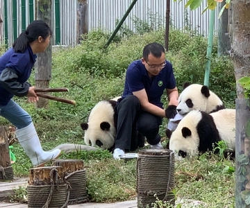 Chengdu: Jornada de Voluntariado en la Base Panda de Dujiangyan
