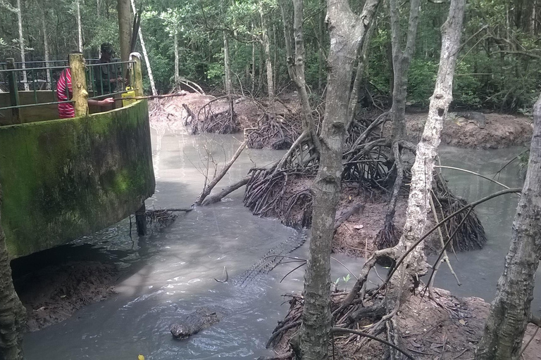 Från Ho Chi Minh: Privat Can Gio-Vam Sat mangroveskog