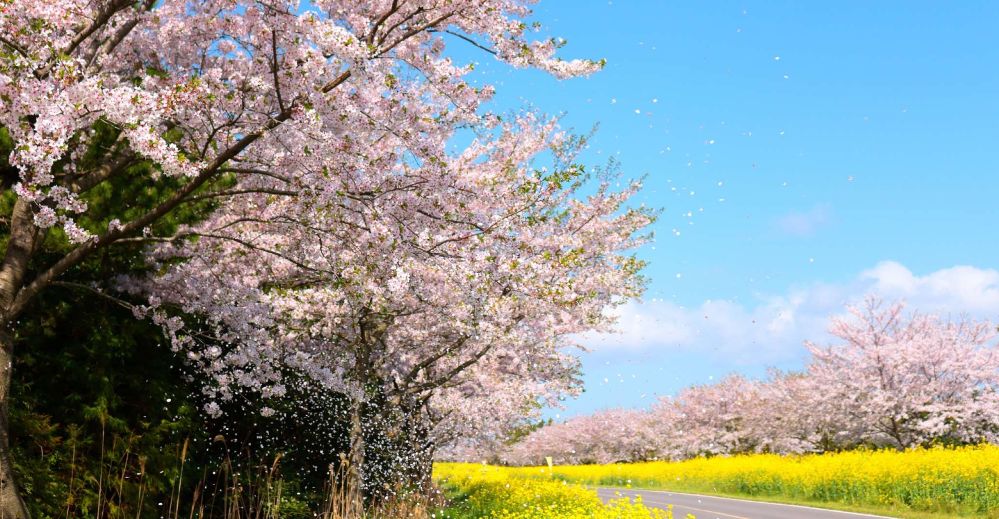 From Jeju City, East Jeju Cherry Blossom Day Tour by Van - Housity