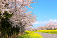 From Jeju City, East Jeju Cherry Blossom Day Tour by Van - Housity